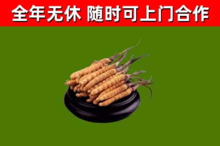 叶县回收冬虫夏草